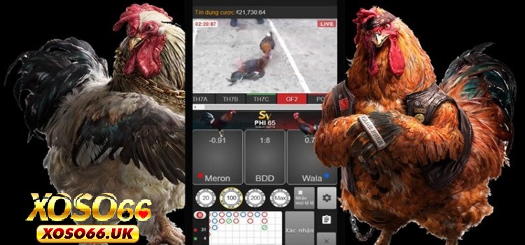 3 cửa cược khi chơi đá gà mạng