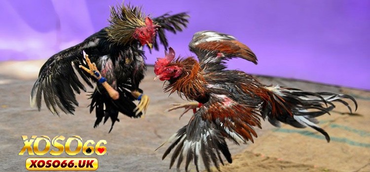 Đá Gà 88 có nhiều thế mạnh vượt trội