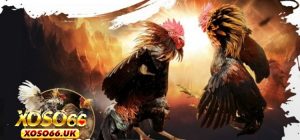 Đá Gà 88 - Thiên Đường Lý Tưởng Dành Cho Kê Thủ XOSO66