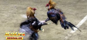 Đá Gà Thomo - Theo Dõi Đấu Chọi Kê Lừng Danh Tại XOSO66