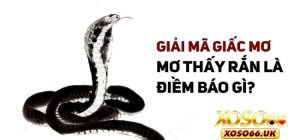 Nằm Mơ Thấy Rắn | Bí Ẩn Tâm Linh Được Giải Mã Từ XOSO66