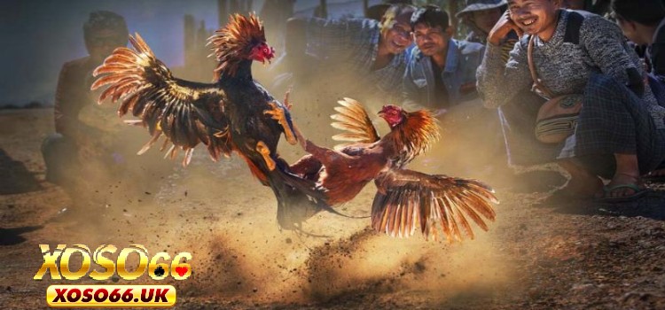 Các hình thức giải trí hấp dẫn cùng chọi gà cựa dao