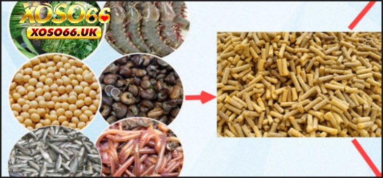 Cung cấp dinh dưỡng đầy đủ cho linh kê