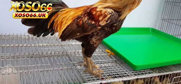 Gà Vảy Rồng | Giống Chiến Kê Quý Hiếm Tiền Triệu Khó Mua