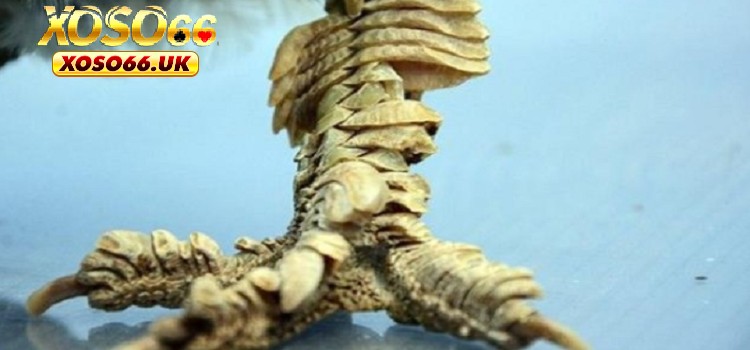 Gà vảy rồng trắng có tính thẩm mỹ