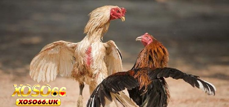 Đá gà cựa dao và một vài thông tin nên ghi nhớ